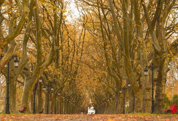 Avenida dos Plátanos (Parques e Jardins)