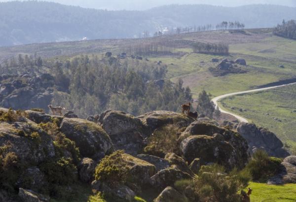 Miradouro de São Lourenço