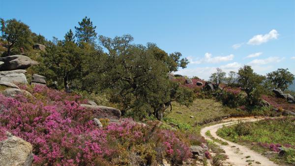 PR14 – Trilho do Sobreiral da Ermida