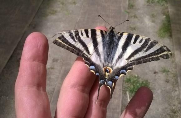 Borboletário João Pedro Cardoso da Conceição