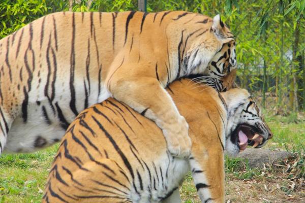 Parque Zoológico da Maia