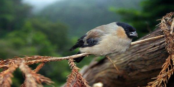 Observação de Aves