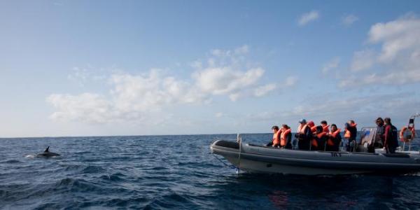 Observação de Cetáceos
