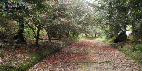 Jardim Pitoresco/Plantações da Margem da Lagoa Azul