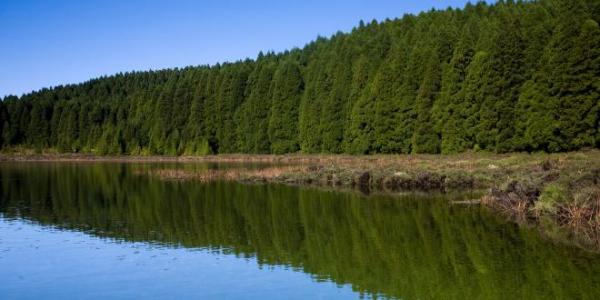 Mata da Lagoa do Canário
