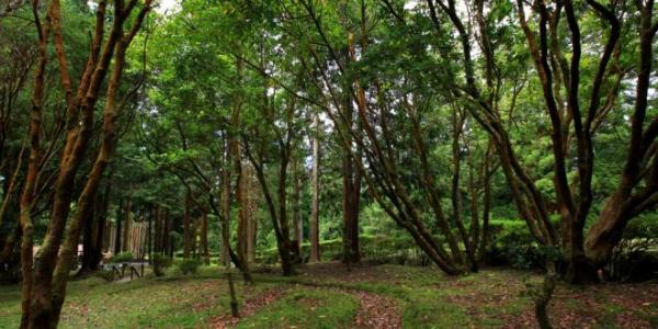 Reserva Florestal de Recreio do Cerrado dos Bezerros