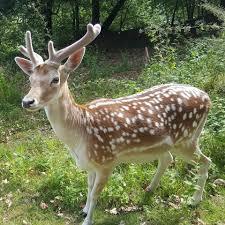 Parque Ambiental do Bucheiro