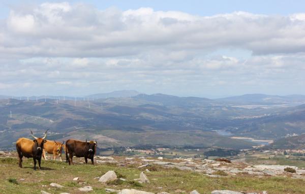 Talefe - Serra da Cabreira 