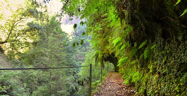Levada Fajã do Rodrigues