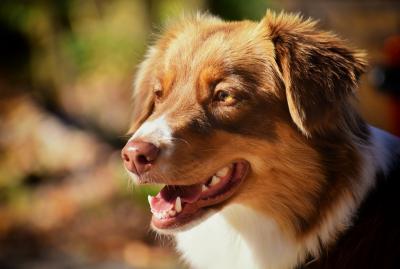 Serviços para animais