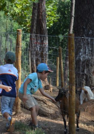 Alimentação de animais da Quinta Pedagógica