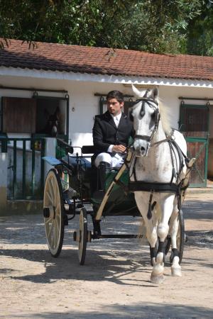 Passeios de Charrete até 1Hora (Temporariamente indisponível)