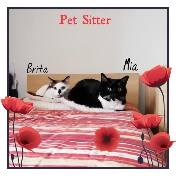 PET SITTER