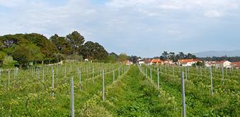 TURISMO DE HABITAÇÃO E AGRO-TURISMO