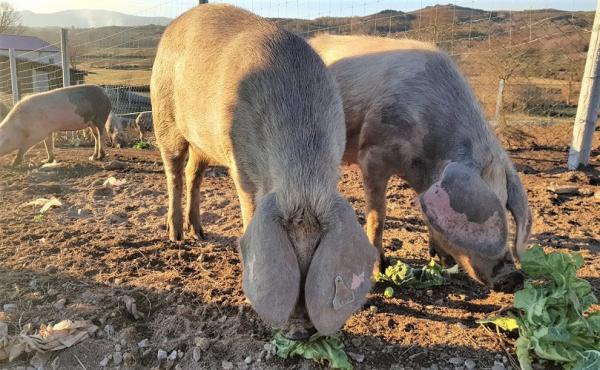 EXPLORAÇÃO PORCO BÍSARO