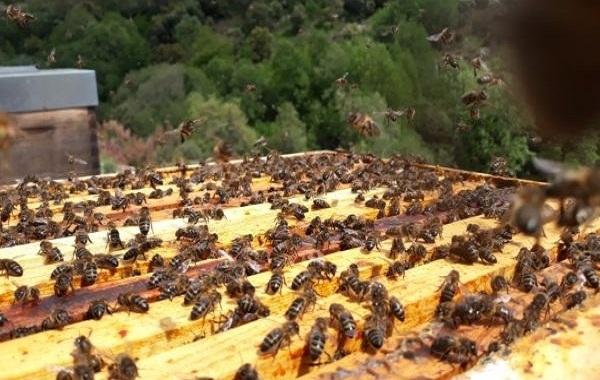 VISITA GUIADA ATIVIDADES DAS ABELHAS