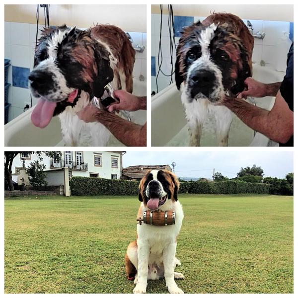 ALIMENTAÇÃO | BANHOS | TOSQUIAS