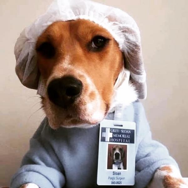 SERVIÇO VETERINÁRIO