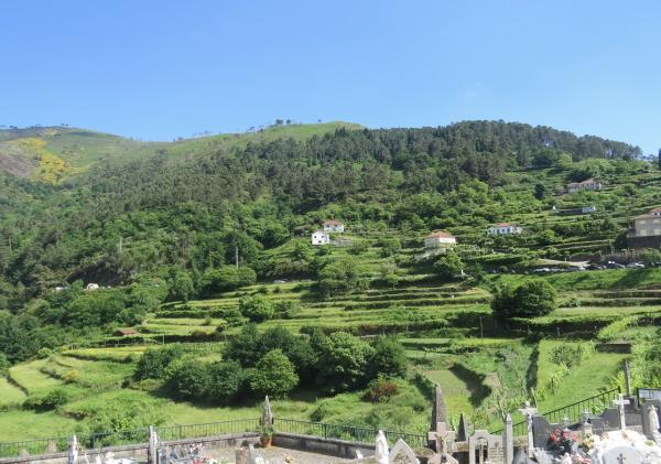 LIMPEZA DE MATAS E TERRENOS