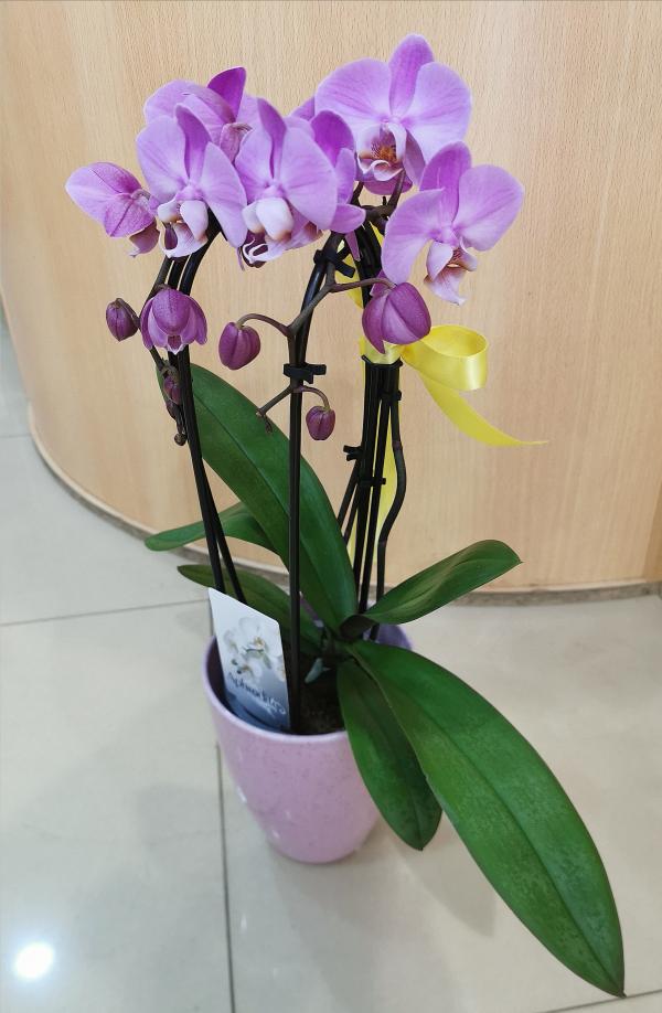 Phalaenopsis curva 