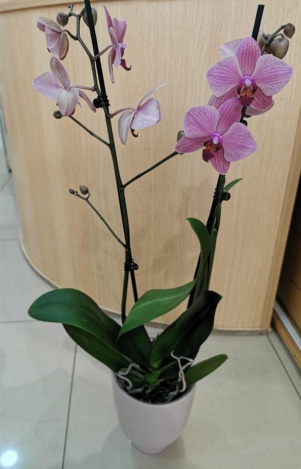 Phalaenopsis