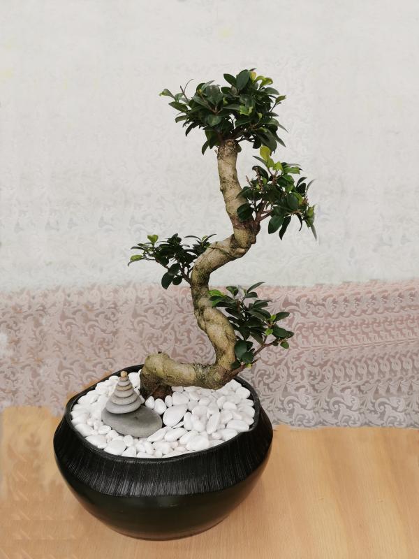 Bonsai Ficus 