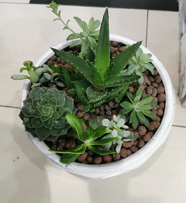 Composição de Suculentas