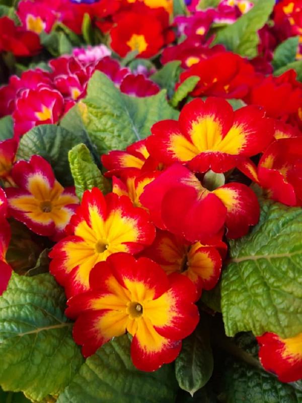 TODO O TIPO DE FLORES