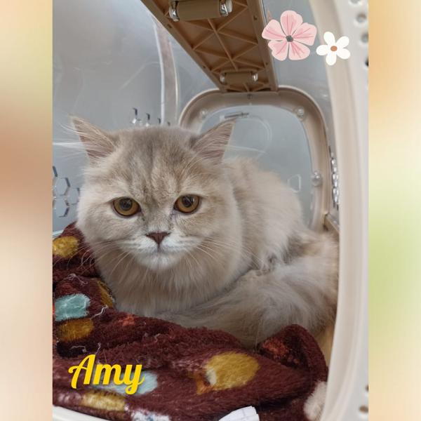 Mimos Beleza Animal Barcelos