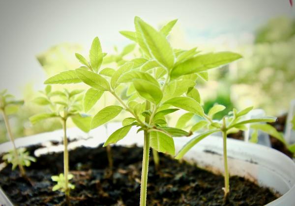 CRIAÇÃO DE JARDINS