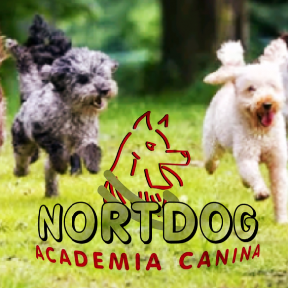 NortDog - Academia Canina de Braga