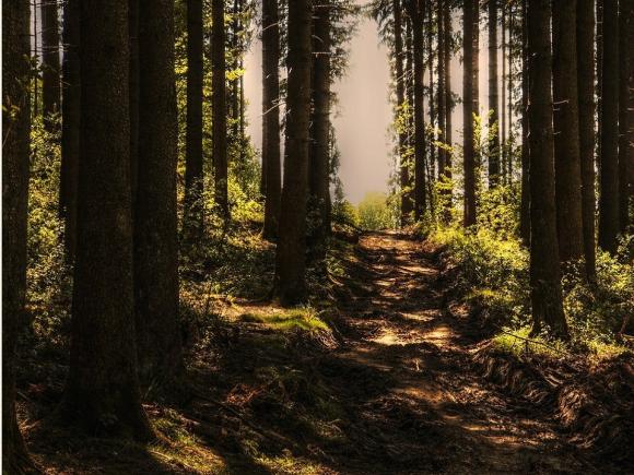 Limpeza Terrenos, Campos e Florestas